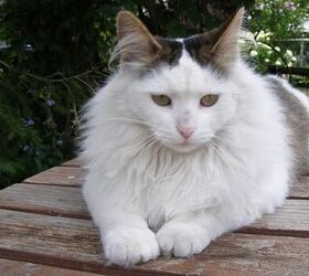top 10 long haired cat breeds