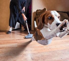 Why Are Dogs Afraid of Vacuums?