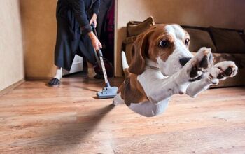 Why Are Dogs Afraid of Vacuums?