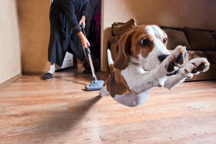why are dogs afraid of vacuums