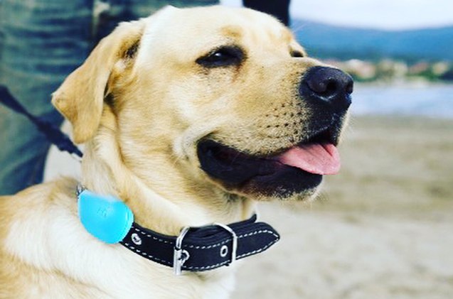 keeping fit and on track with hachiko smart dog tracker