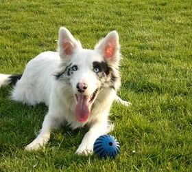 What is a Double Merle Dog?