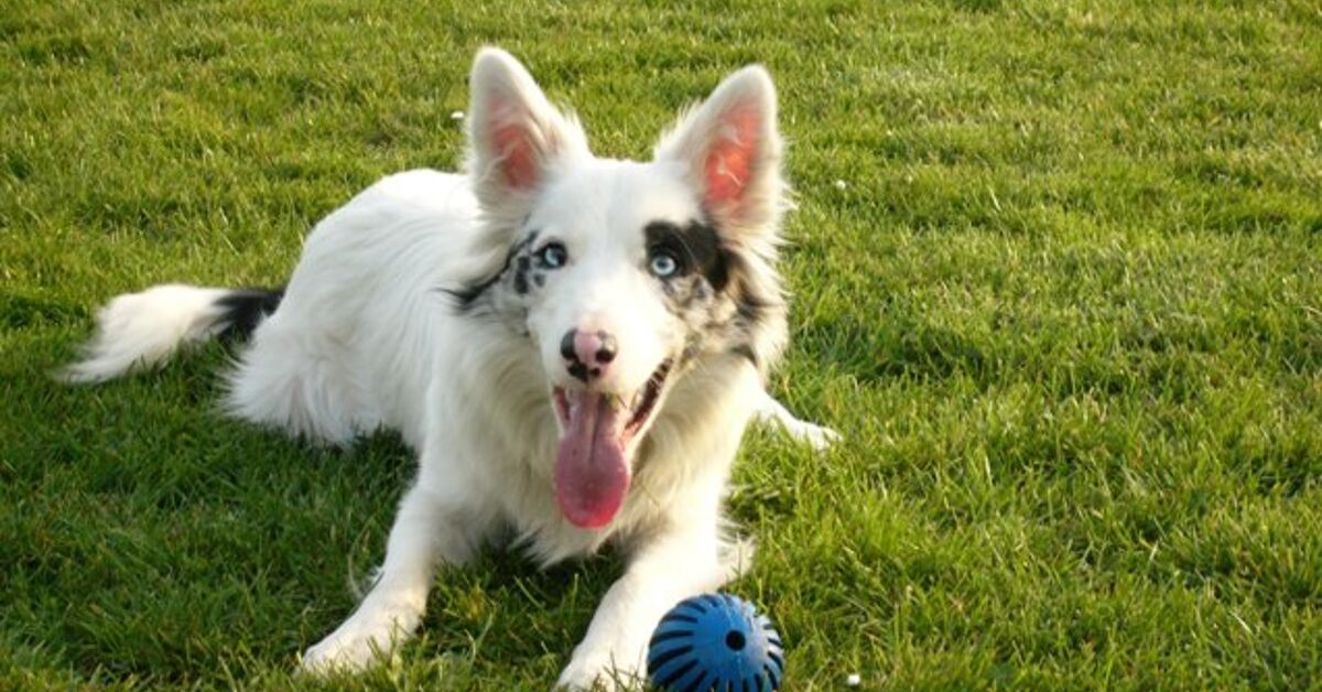 What is a Double Merle Dog? | PetGuide