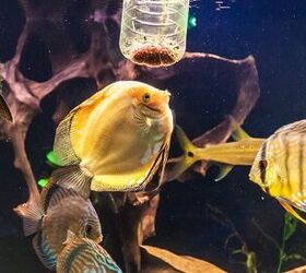Pros and Cons of Feeding Your Fish Live Food