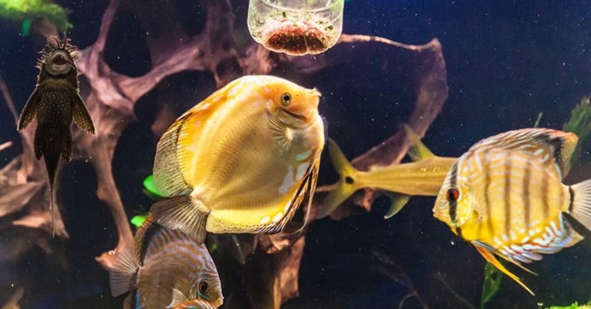 Pros and Cons of Feeding Your Fish Live Food | PetGuide