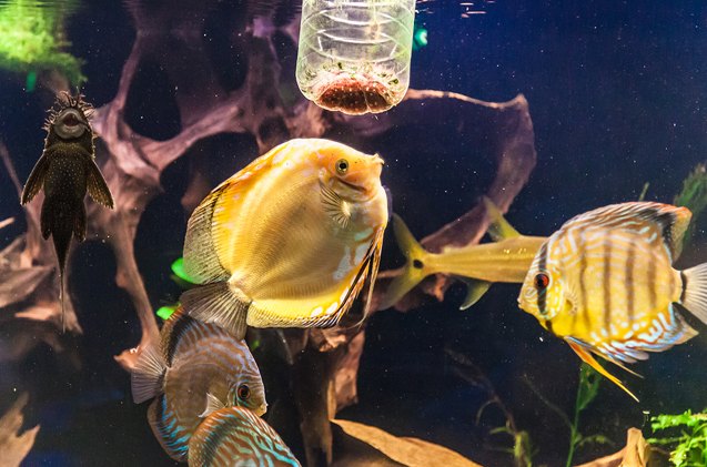 pros and cons of feeding your fish live food