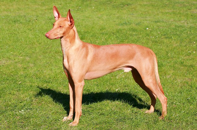 Are Pharaoh Hounds Good Pets