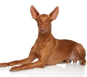 Pharaoh best sale hound temperament