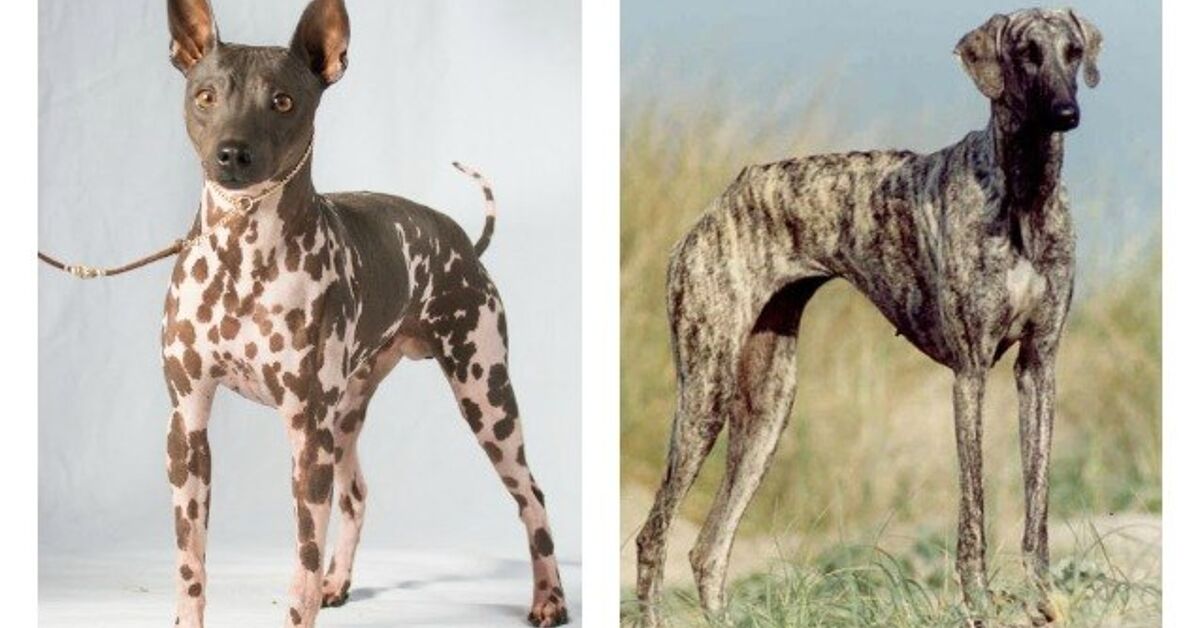 American Kennel Club Adds Two New Breeds To Its Ranks PetGuide american-kennel-club-adds-two-new-breeds-to-its-ranks-petguide