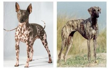American Kennel Club Adds Two New Breeds to Its Ranks