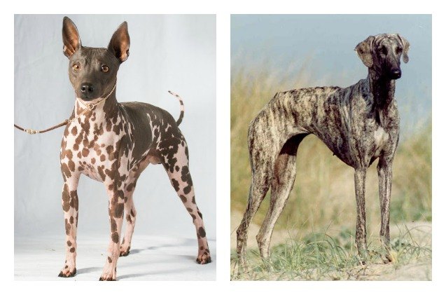 american kennel club adds two new breeds to its ranks