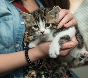6 Valuable Tips for New Cat Owners | PetGuide