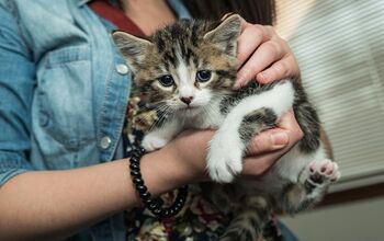 6 Valuable Tips for New Cat Owners