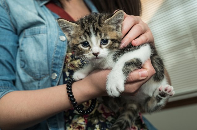 6 valuable tips for new cat owners