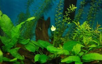 Best Foreground Plants to Use in a Planted Tank
