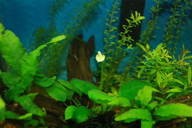 best foreground plants to use in a planted tank