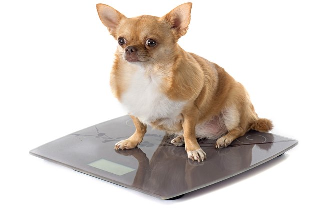 study u s pet obesity rates continue to rise