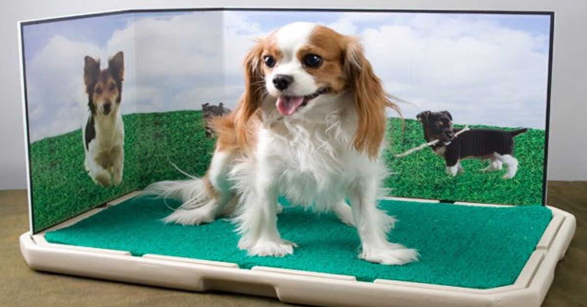 Kick Puppy Pads to the Curb With Piddle Place | PetGuide