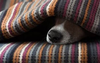 SAD: Seasonal Affective Disorder in Dogs