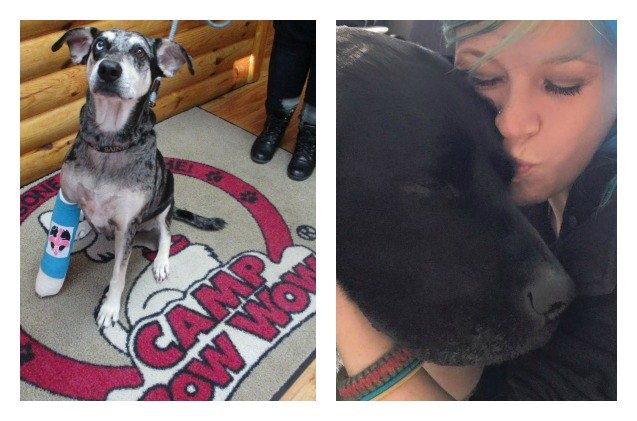 shelter spotlight bow wow buddies foundation for sick and injured dog