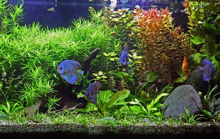 setting a schedule for routine tank maintenance