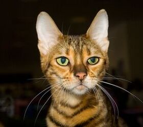 Toyger Cat Breed Information and - PetGuide PetGuide