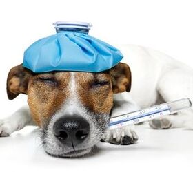 Highly Contagious Dog Flu Strain On The Move, Cases Reported In 2 More 