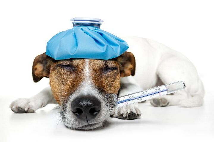 highly contagious dog flu strain on the move cases reported in 2 more