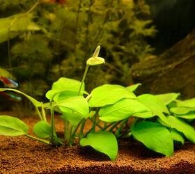 Top 5 Live Plants to Use in Brackish Aquariums
