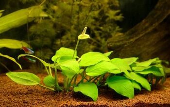 Top 5 Live Plants to Use in Brackish Aquariums