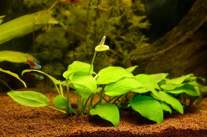 top 5 live plants to use in brackish aquariums
