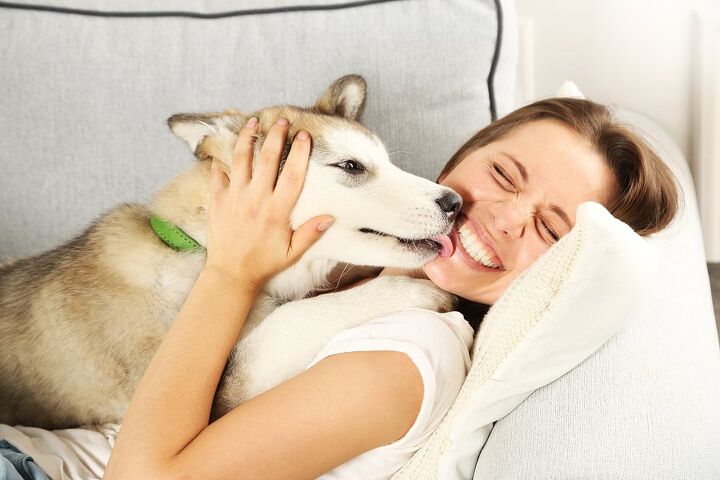 new study proves dogs recognize human emotion