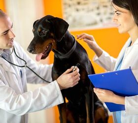 is heart failure in dogs treatable