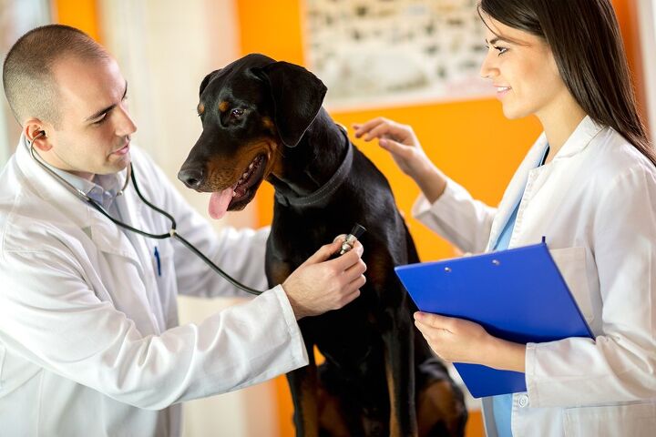 encouraging research links heart failure cause and treatment for dogs and humans
