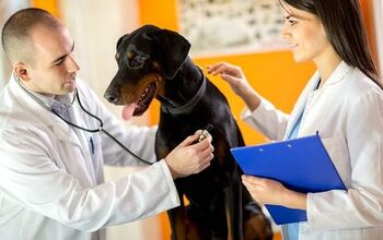 Encouraging Research Links Heart Failure Cause and Treatment for Dogs 