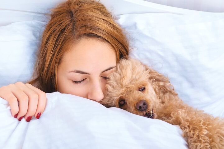 got the flu disease expert says it s safe to cuddle with your dog