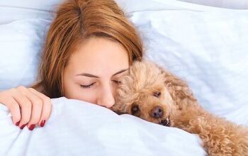 Got the Flu? Disease Expert Says It’s Safe to Cuddle With Your Dog