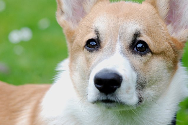 top 10 dogs that help fight depression
