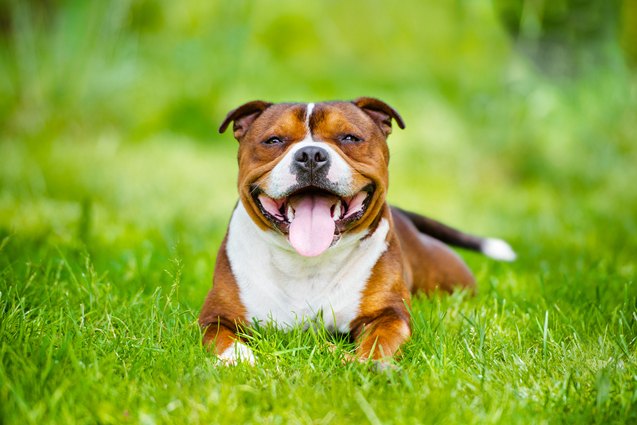 top 10 dogs that help fight depression