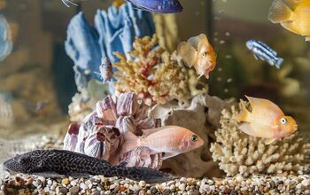 4 Most Common Mistakes New Aquarium Hobbyists Make