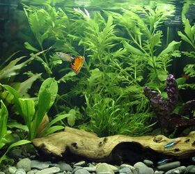 4 Best Types of Lighting Systems for Planted Aquariums