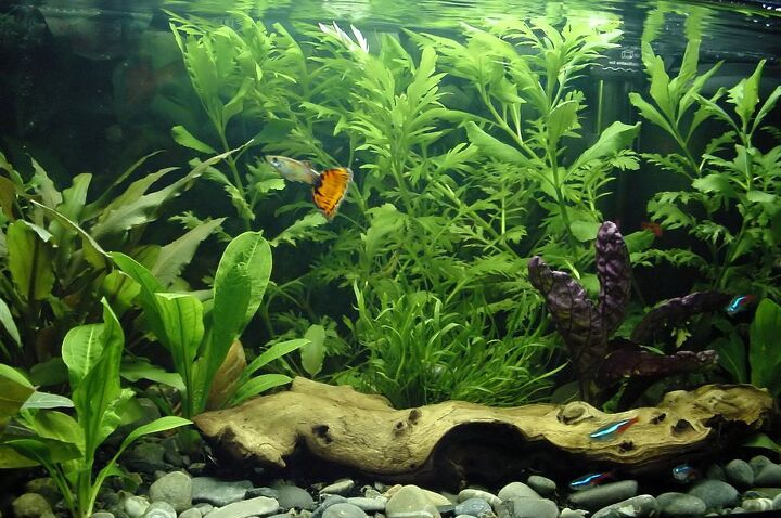 4 best types of lighting systems for planted aquariums