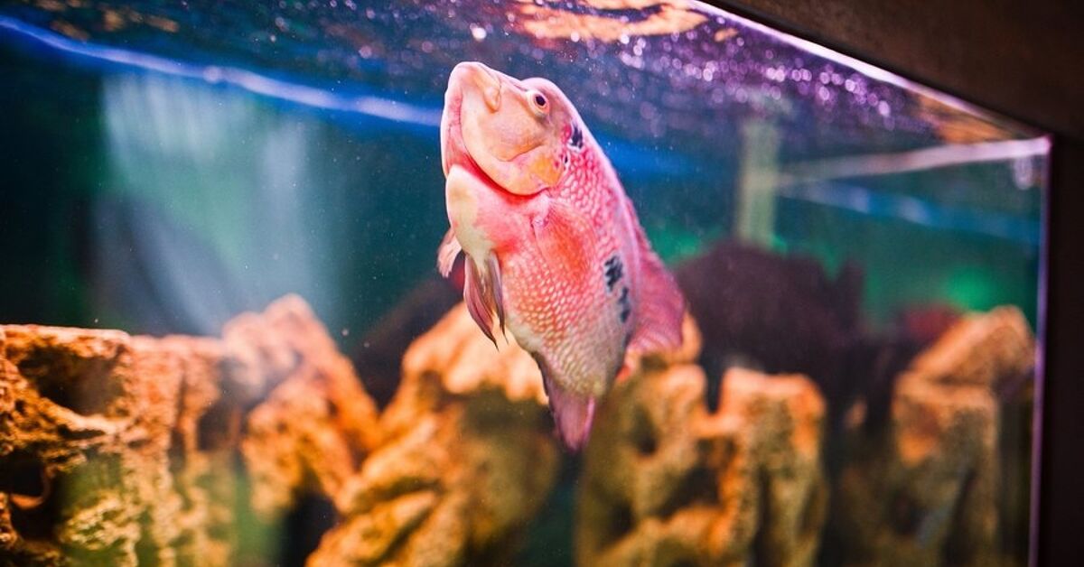 How to Handle Stress in Aquarium Fish | PetGuide