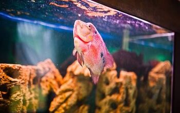 How to Handle Stress in Aquarium Fish