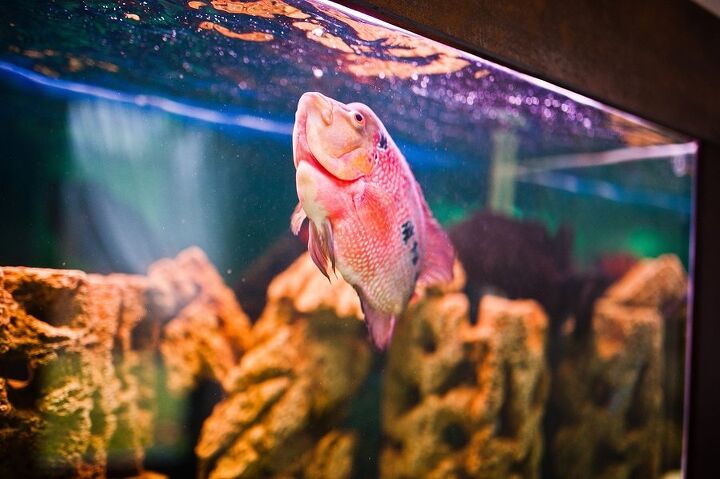 how to handle stress in aquarium fish