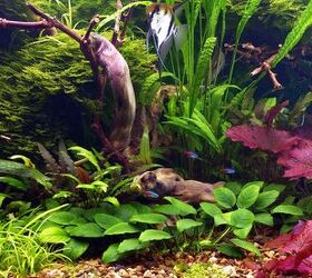 4 Popular Cryptocoryne Species for Your Planted Tank