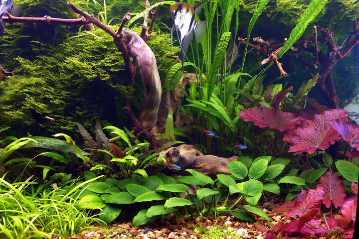 4 popular cryptocoryne species for your planted tank