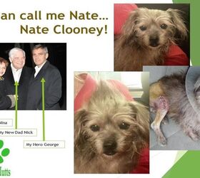 George Clooney Adopts Unadoptable Mutt for His Parents