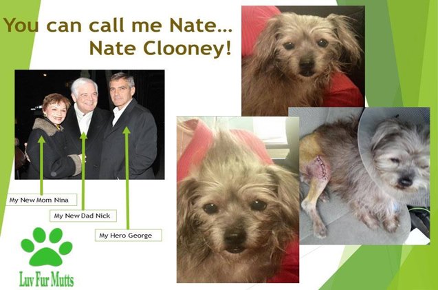 george clooney adopts unadoptable mutt for his parents