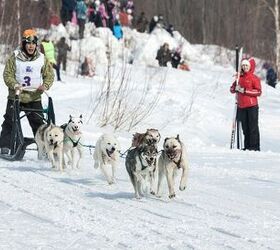 How To Be an Expert Athletic Supporter at Dog Sled Races